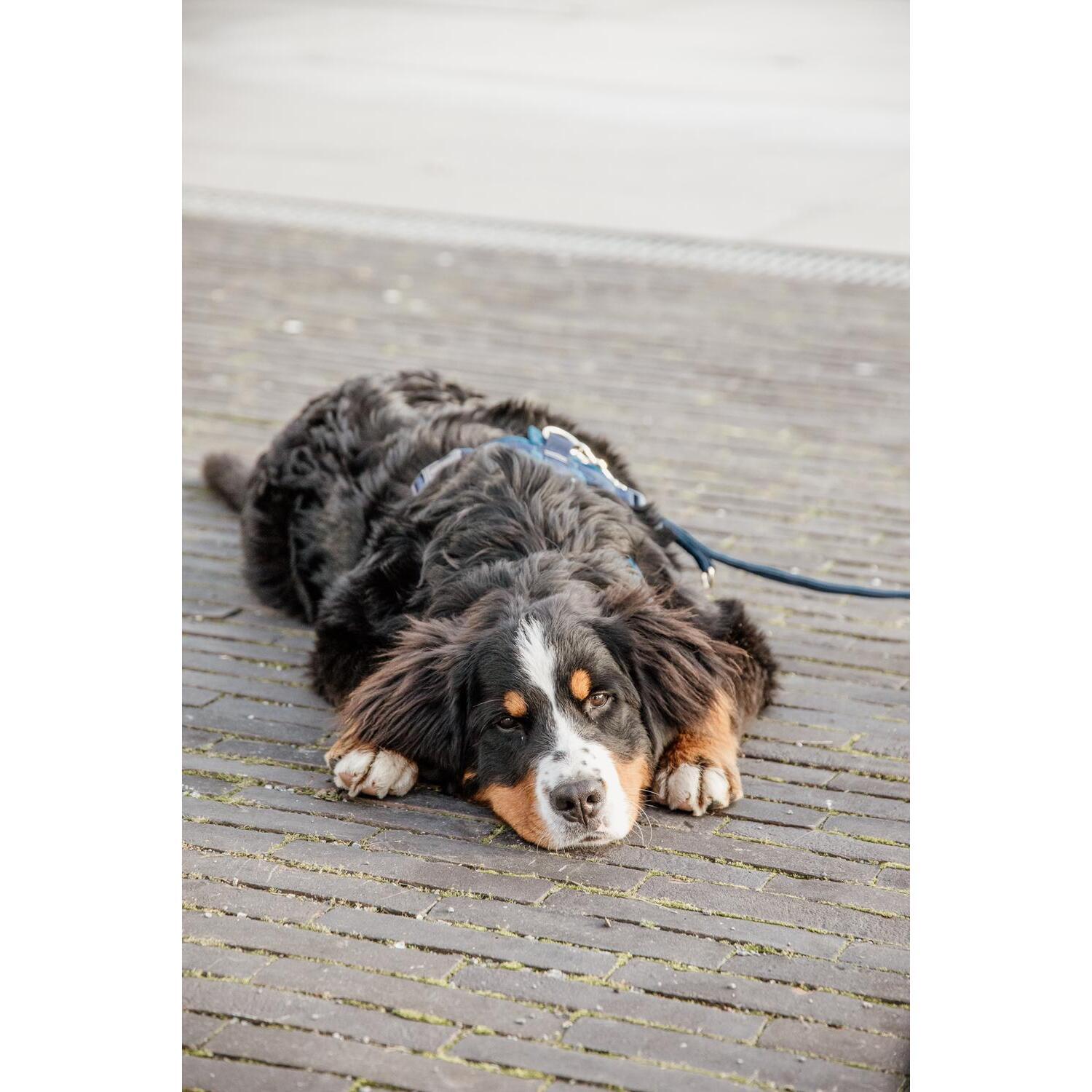 Dog leash Kentucky Velvet 200 cm 3/7