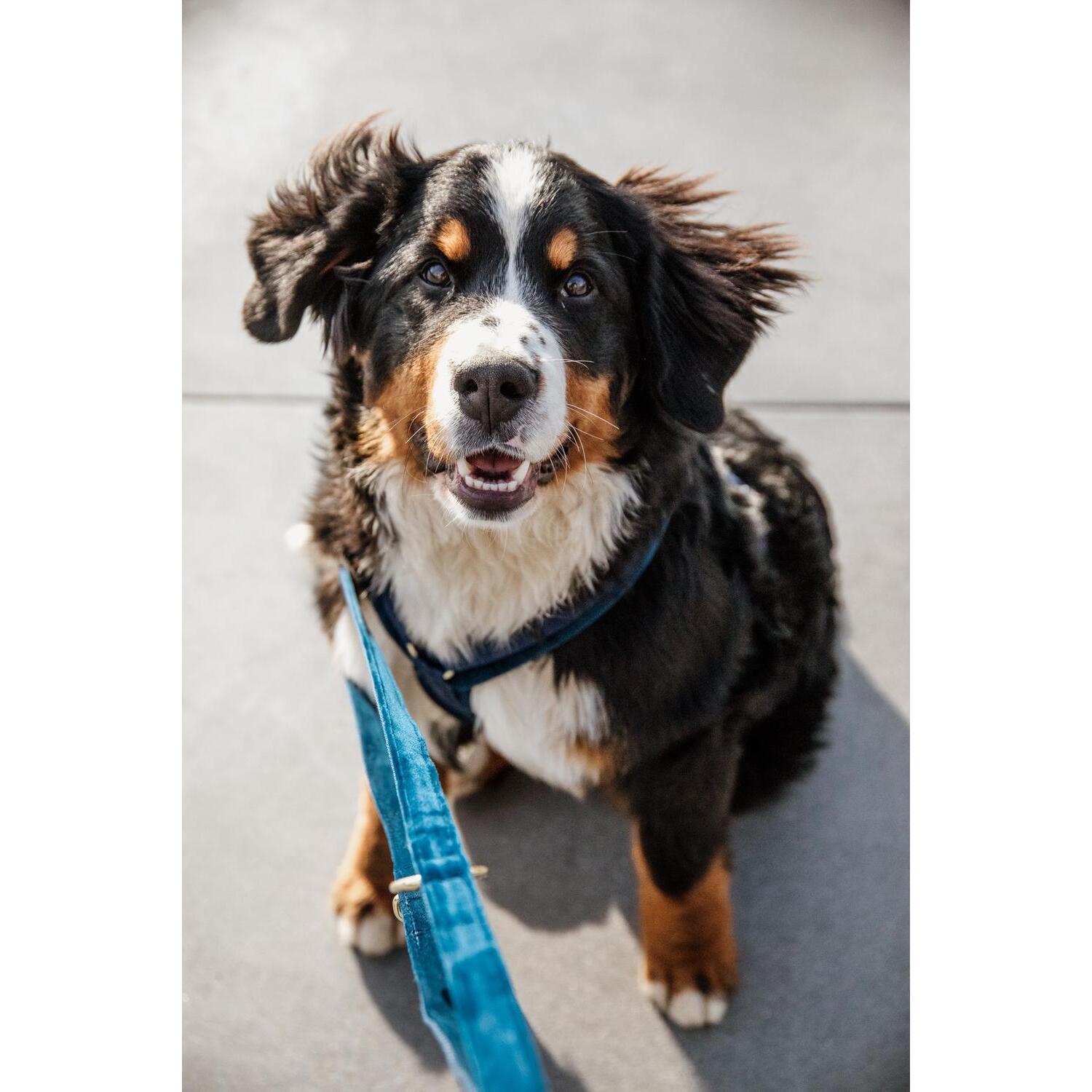 Dog leash Kentucky Velvet 200 cm 2/7