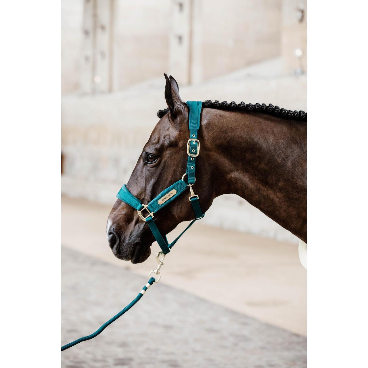 Cordino da equitazione Kentucky Basic 2/7