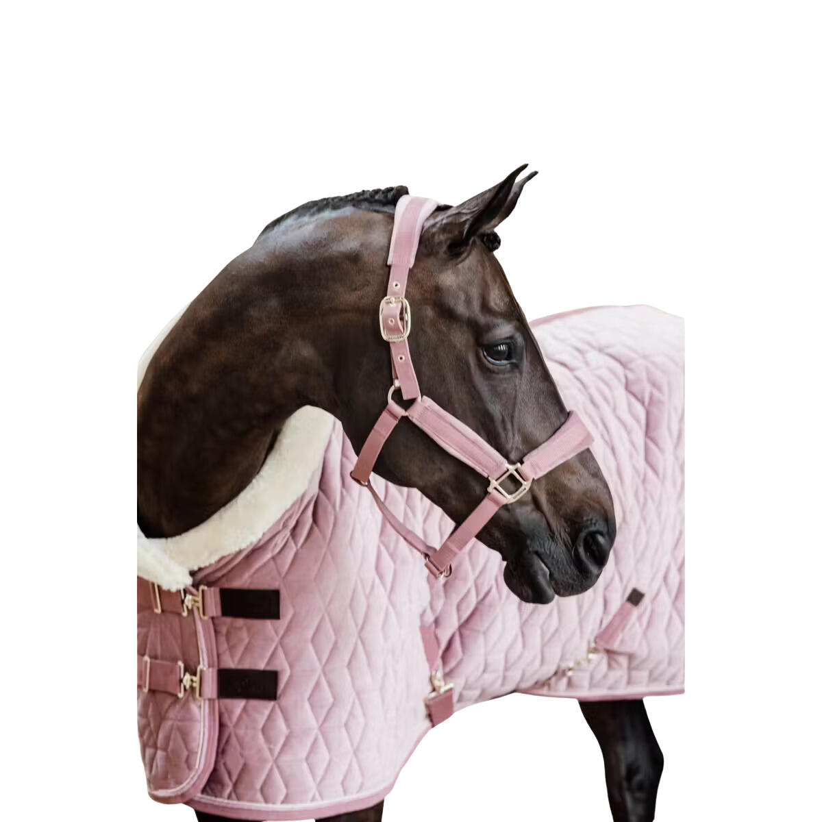 Velvet Halfter alt rosa shetlad pony 2/7