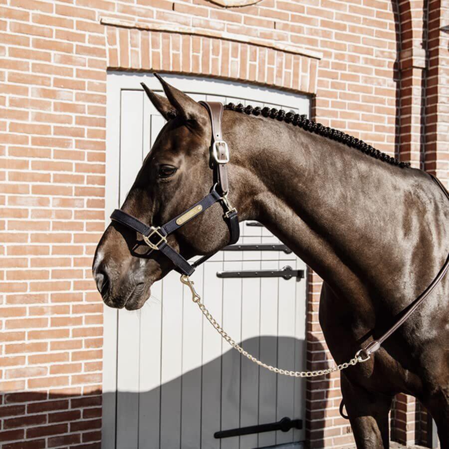Longe équitation pour cheval de présentation Kentucky 2/6