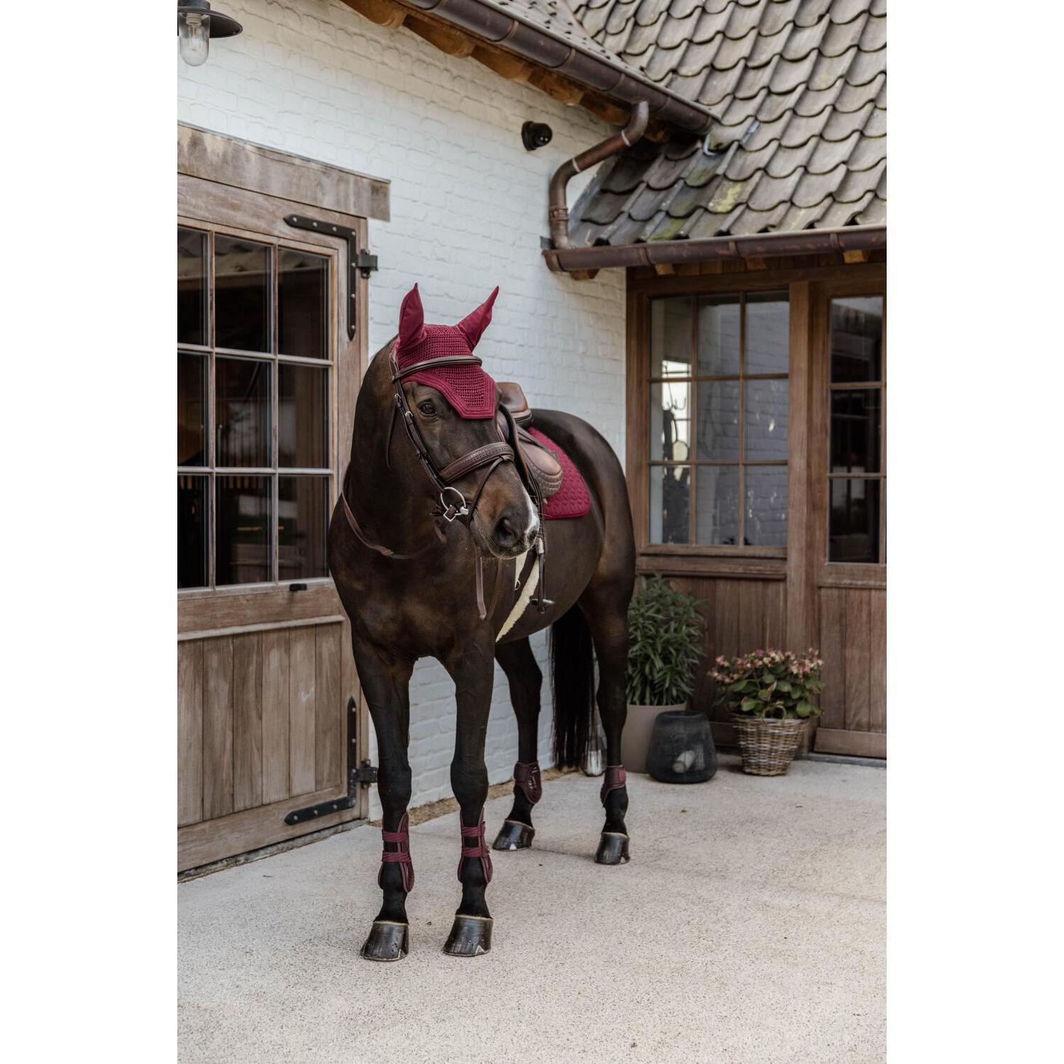 Fetlock guard for young horses Kentucky 5/5