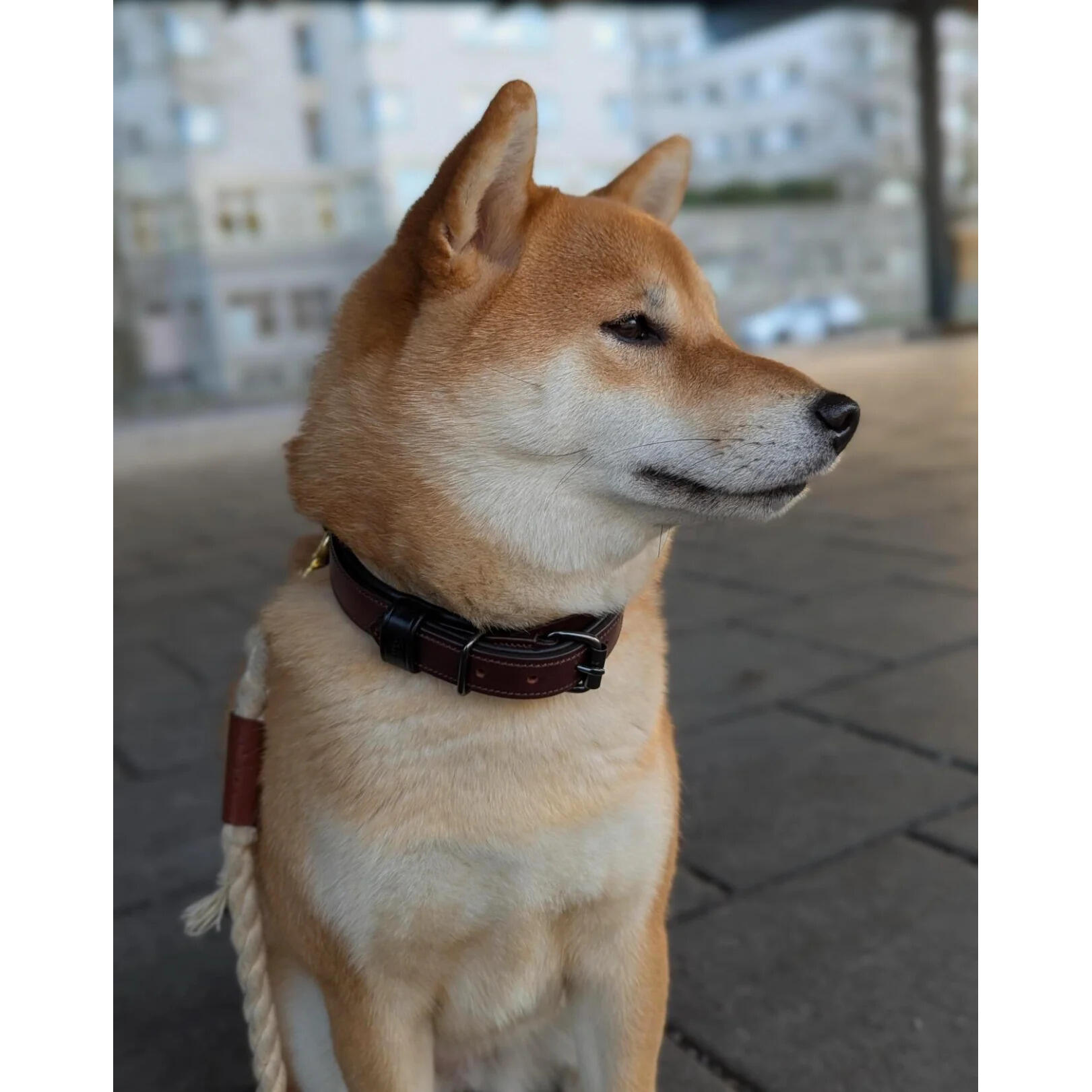 Collier pour chien Clean Anemone - Equestrian Stockholm 3/3