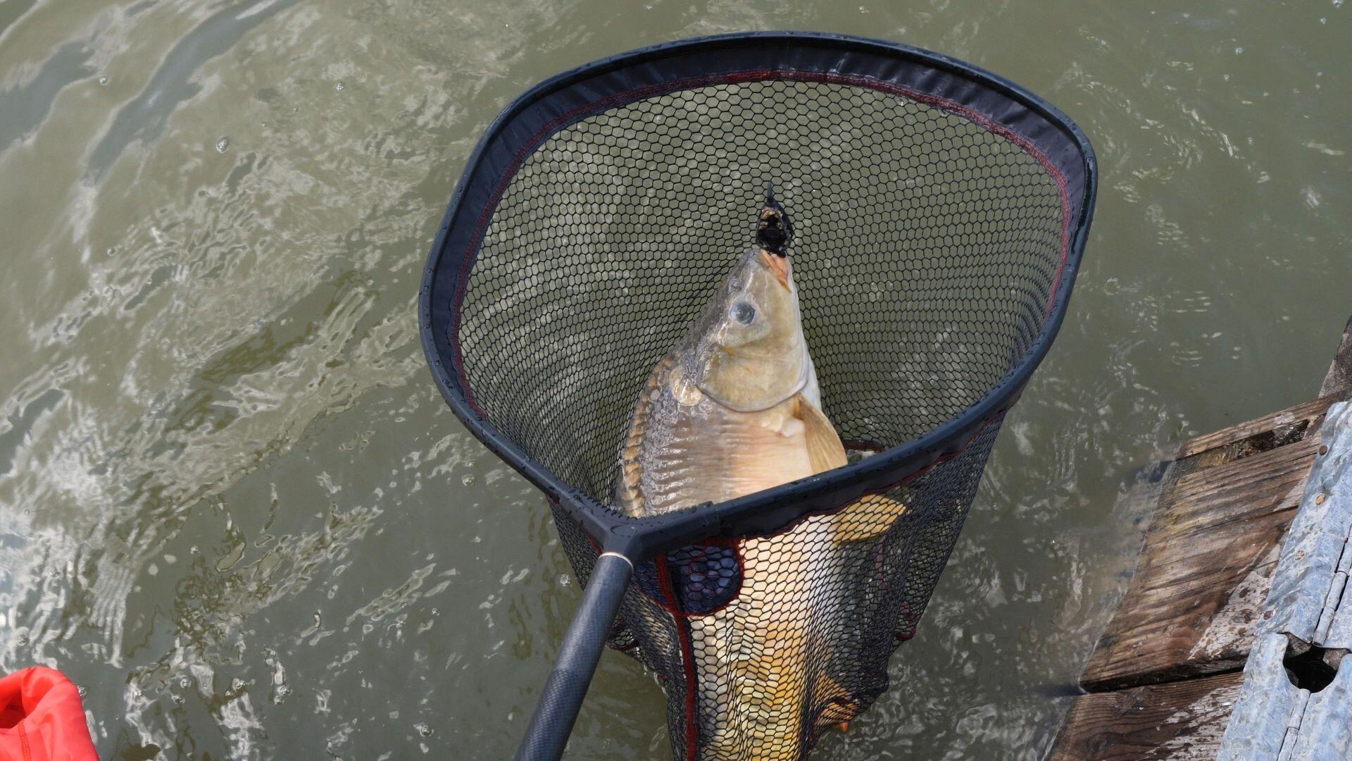 Rączka do podbieraka Champion Choice 3 m 5/7
