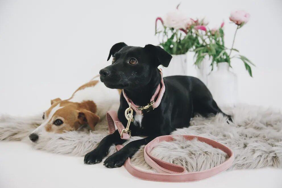 Collare per cani Kentucky Velvet 7/7
