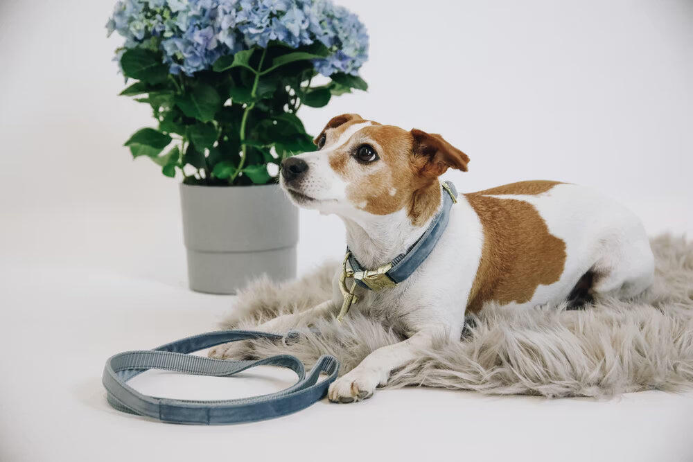 Dog leash Kentucky Velvet 120 cm 7/7