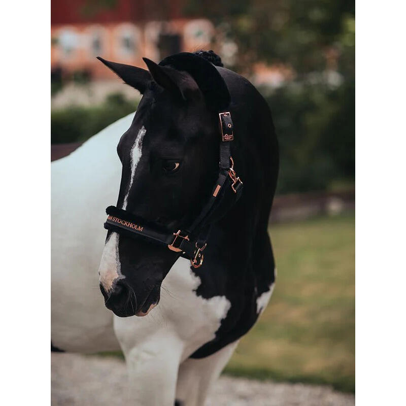 Ensemble licol et longe pour cheval Equestrian Stockholm 2/5