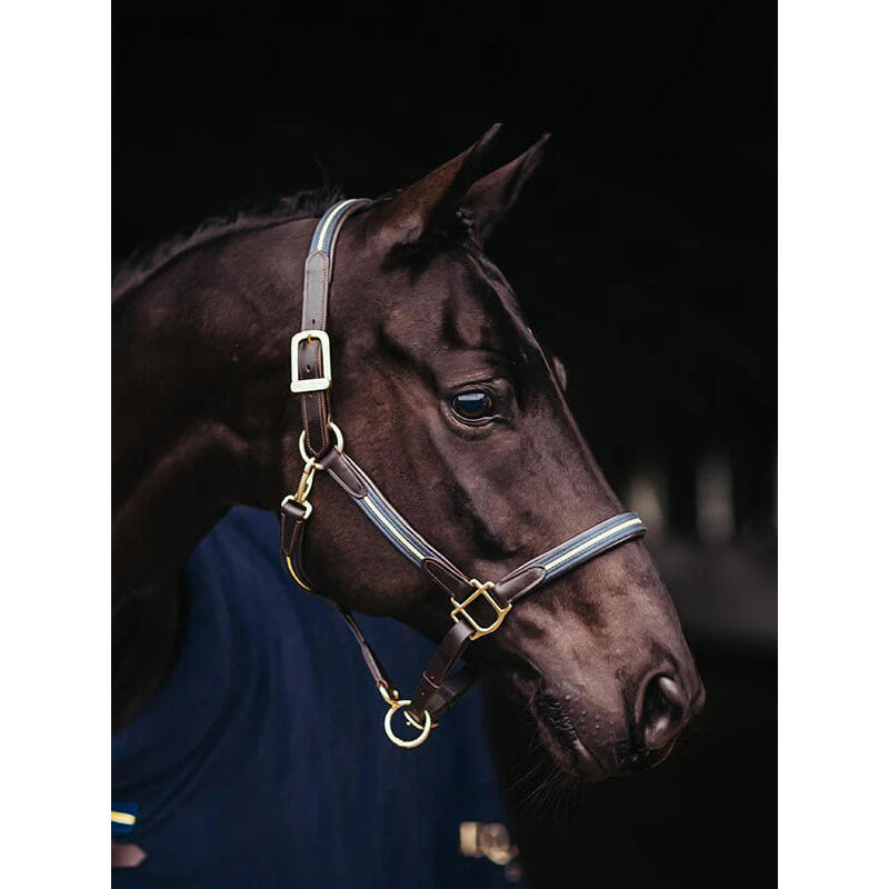 Halsband und Longe für Pferd aus Leder und Kette Equestrian Stockholm 2/4