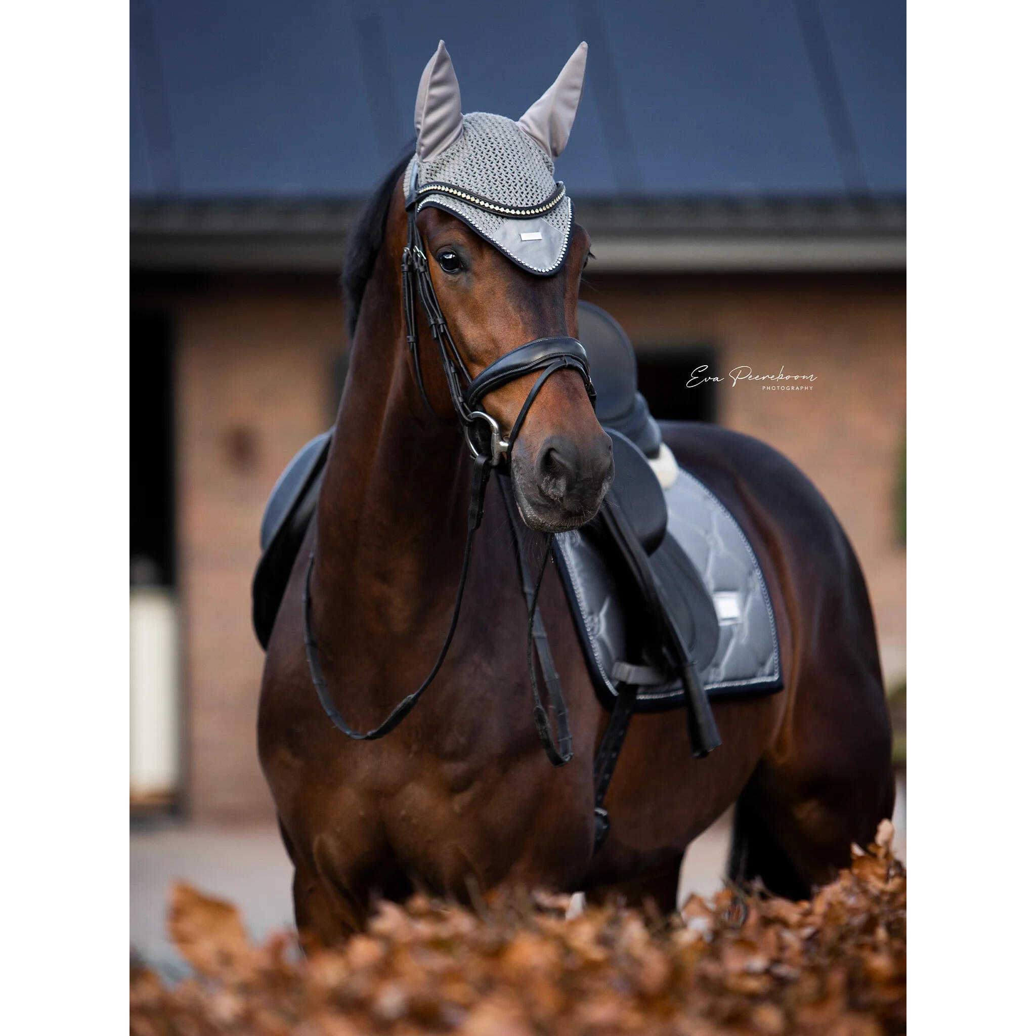 Dressur Schabracke Equestrian Stockholm 3/3
