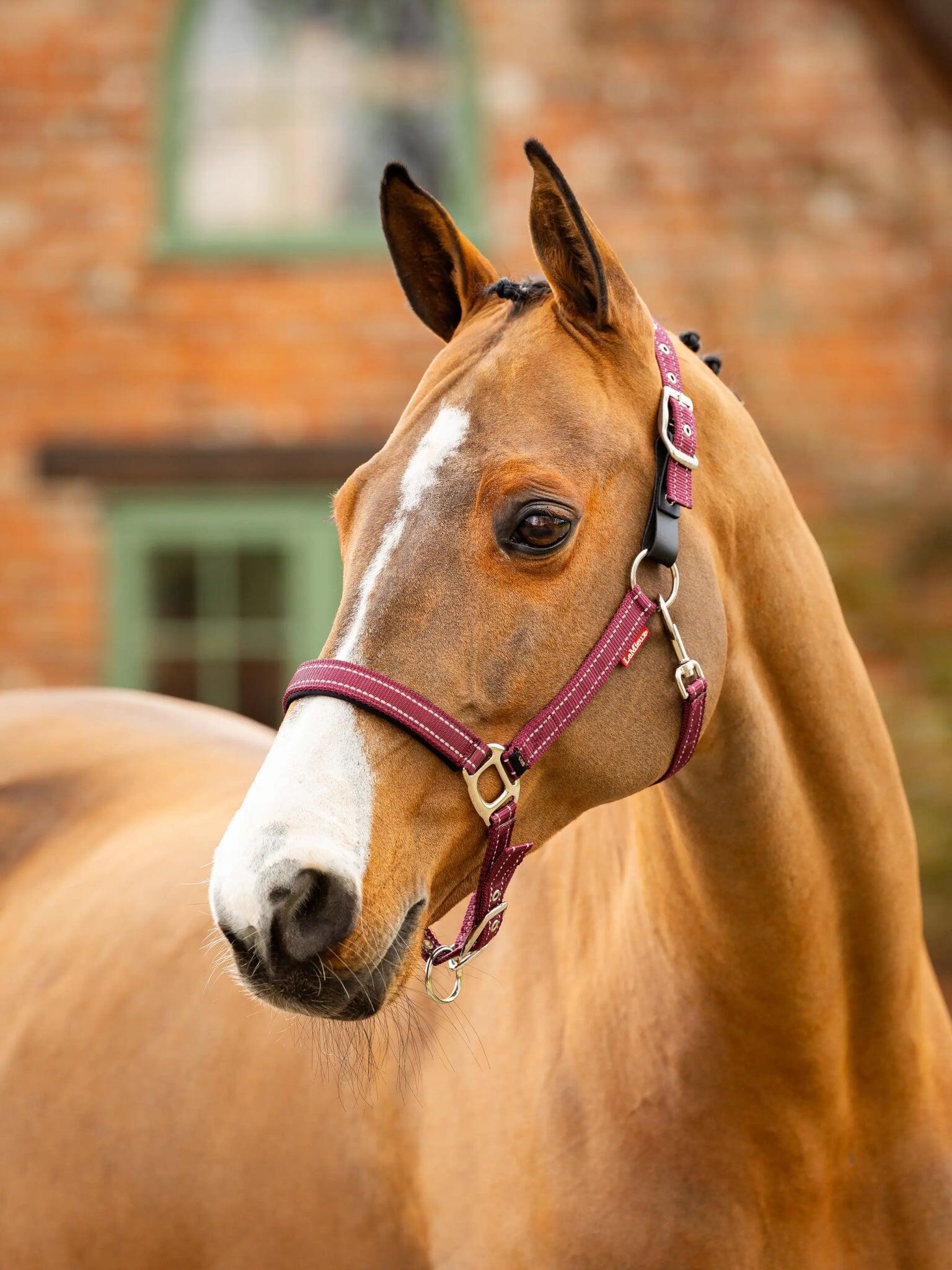 Leren halster voor paarden LeMieux Essential Yard 7/7