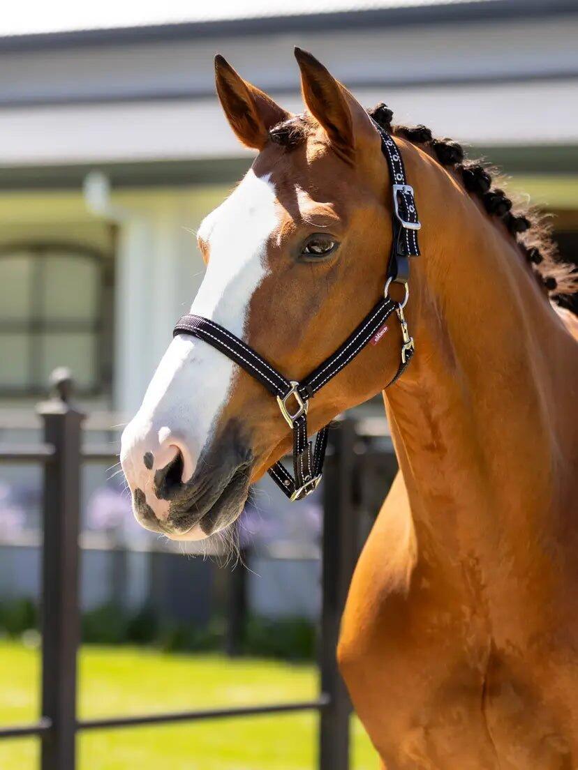 Leren halster voor paarden LeMieux Essential Yard 4/7