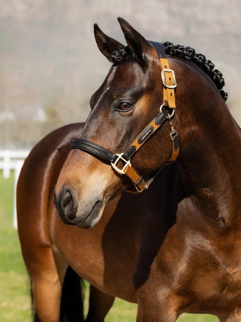Licol pour cheval LeMieux Capella 2/4