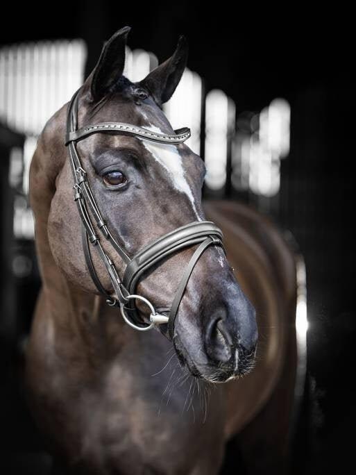 Bridon équitation pour cheval dressage LeMieux Arika 5/7