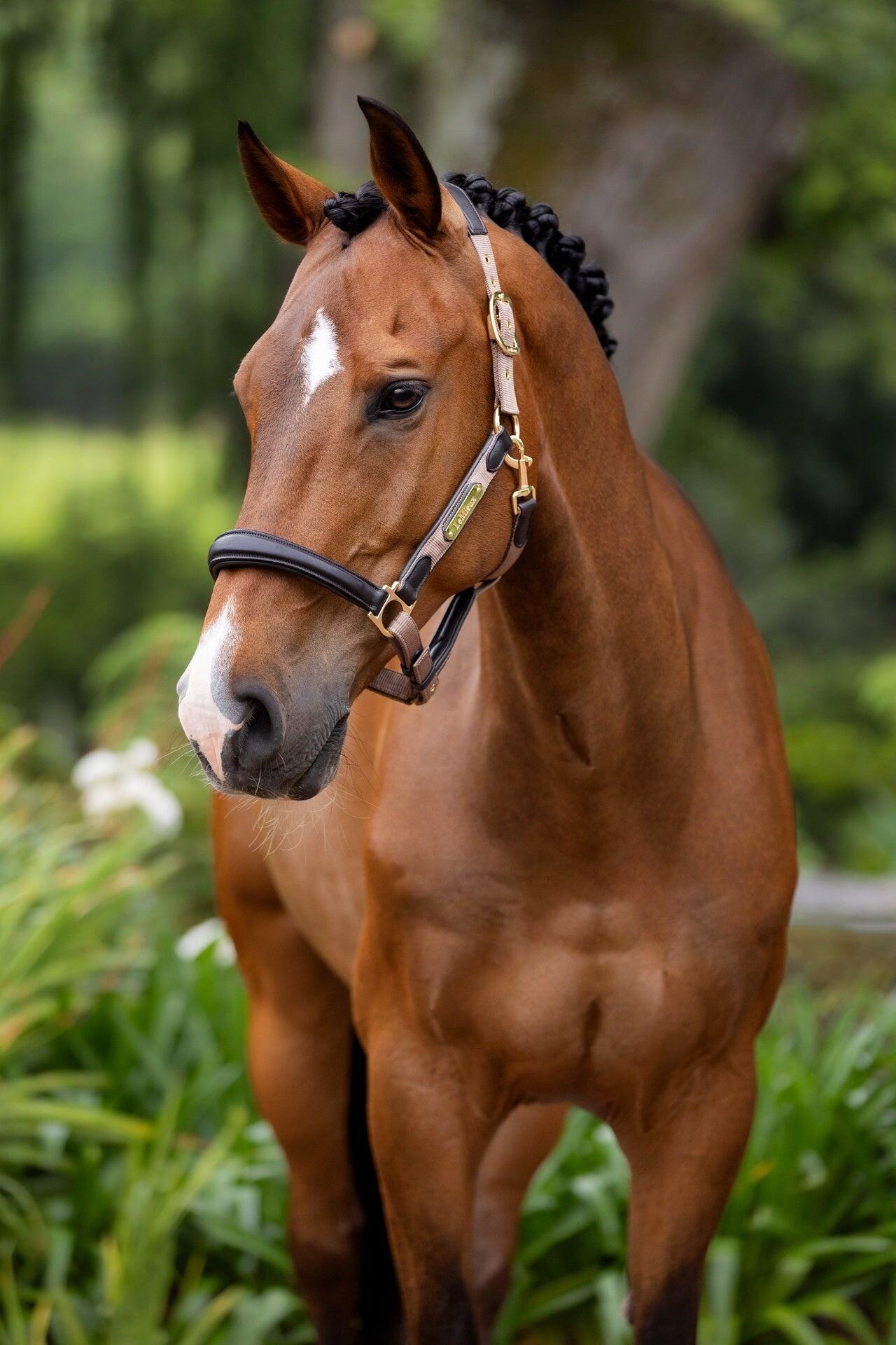 Leren halster voor paarden LeMieux Capella Thym 5/7