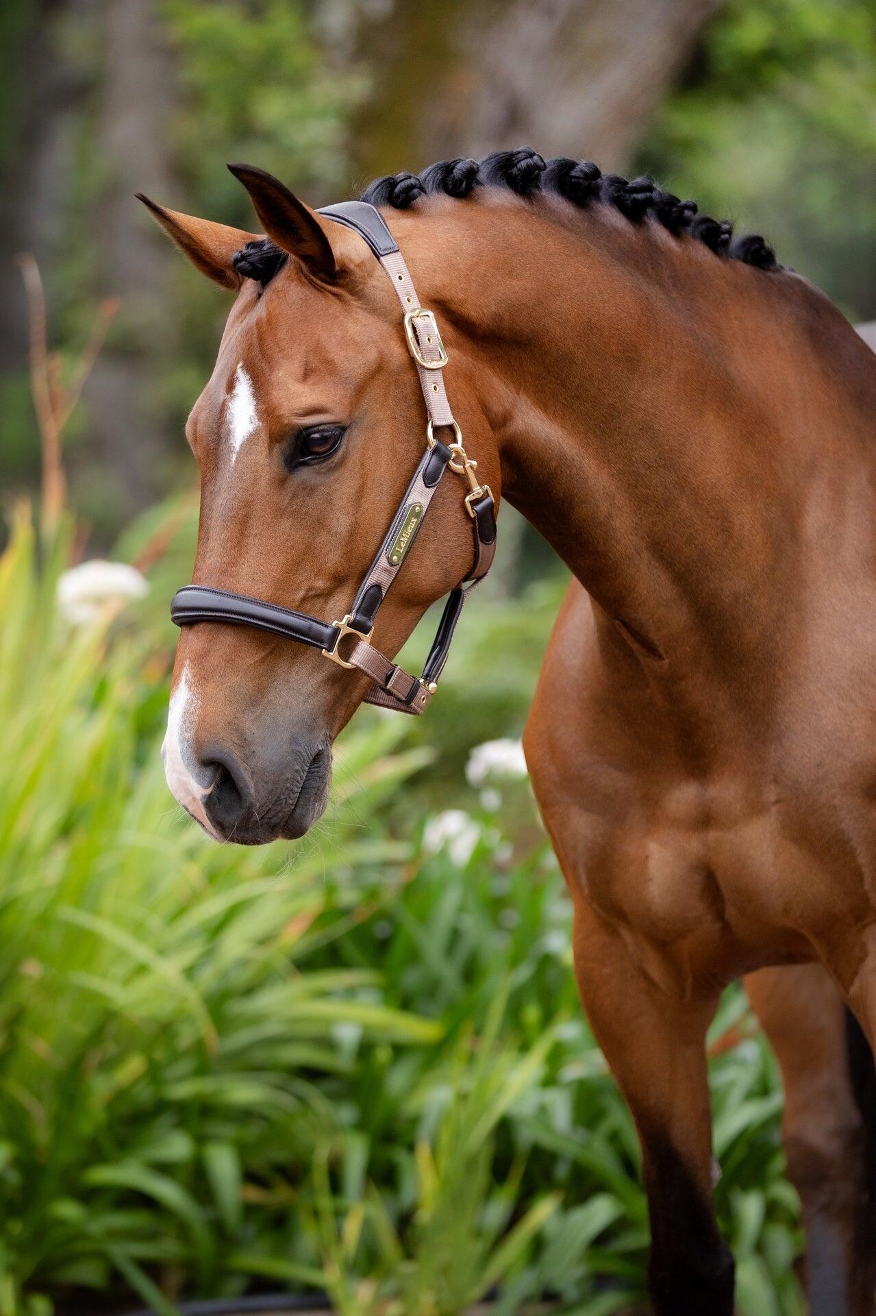 Leren halster voor paarden LeMieux Capella Thym 4/7