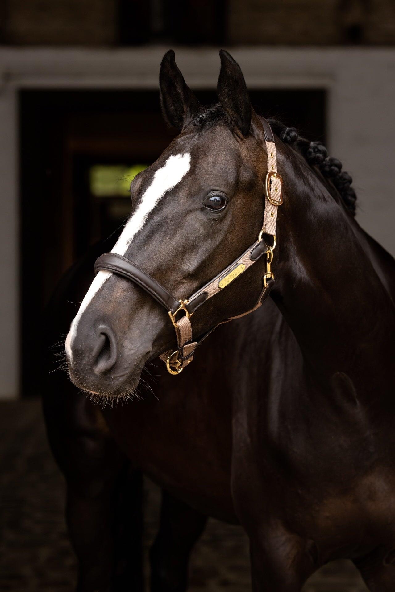 Leren halster voor paarden LeMieux Capella Thym 6/7