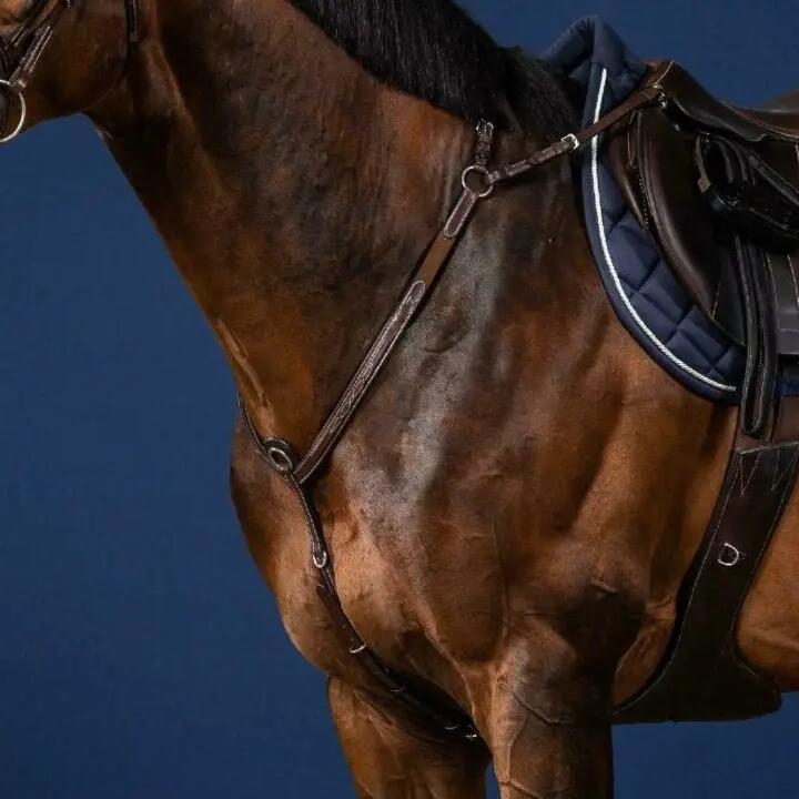 Hunting collar for bridge horse Dy'on US Collection