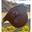 Hfi Springsingel Met Magnetische Flap Bruin -
