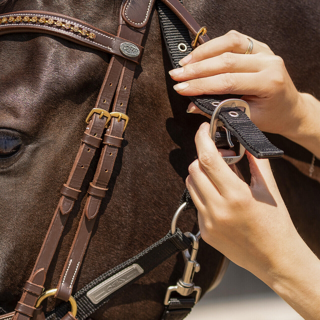 Licol pour cheval harnacher QHP 5/5