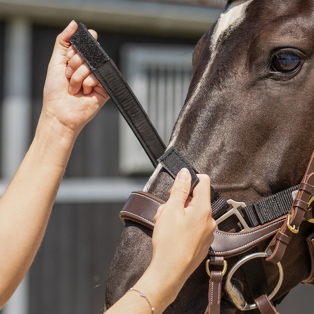 Licol pour cheval harnacher QHP 4/5