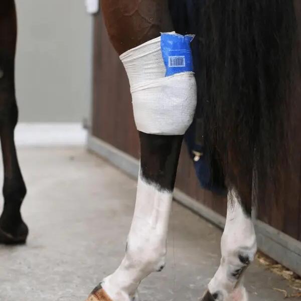 Tendon grip sock for horses Kentucky