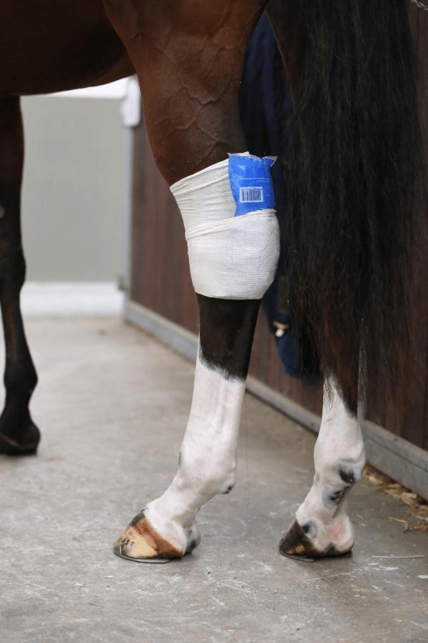 KENTUCKY HORSEWEAR picture