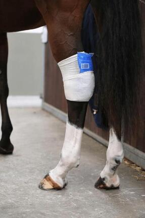 Chaussette Tendon Grip pour cheval Kentucky