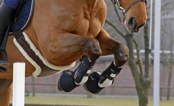 Tendon grip sock for horses Kentucky 4/4