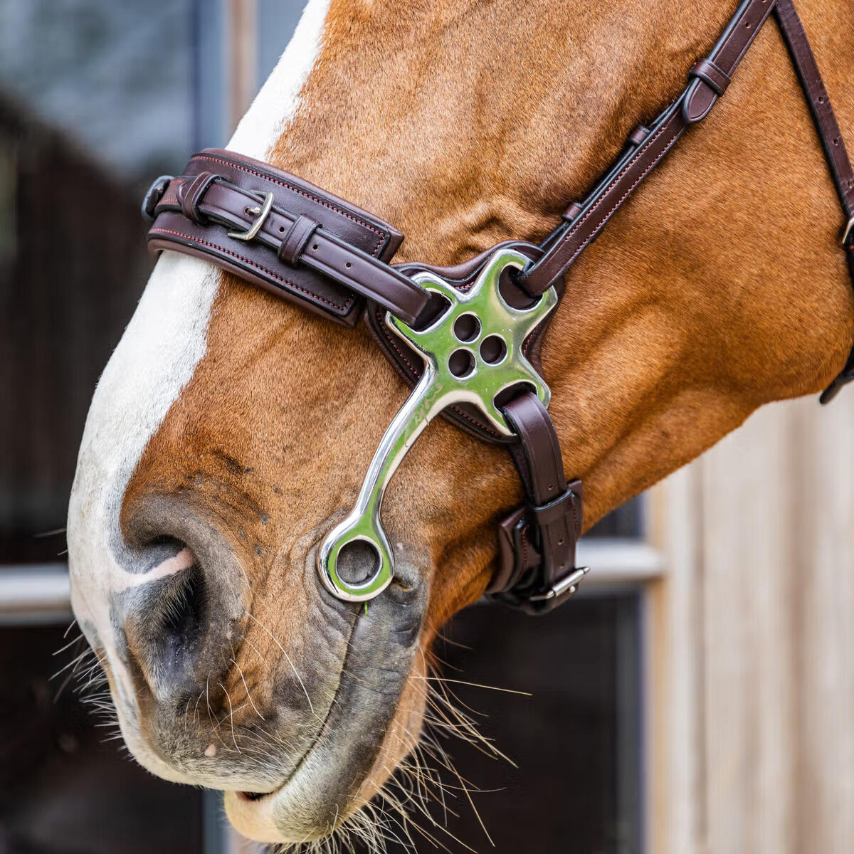 Hackamore voor paard Dy'on New English Collection 3/5