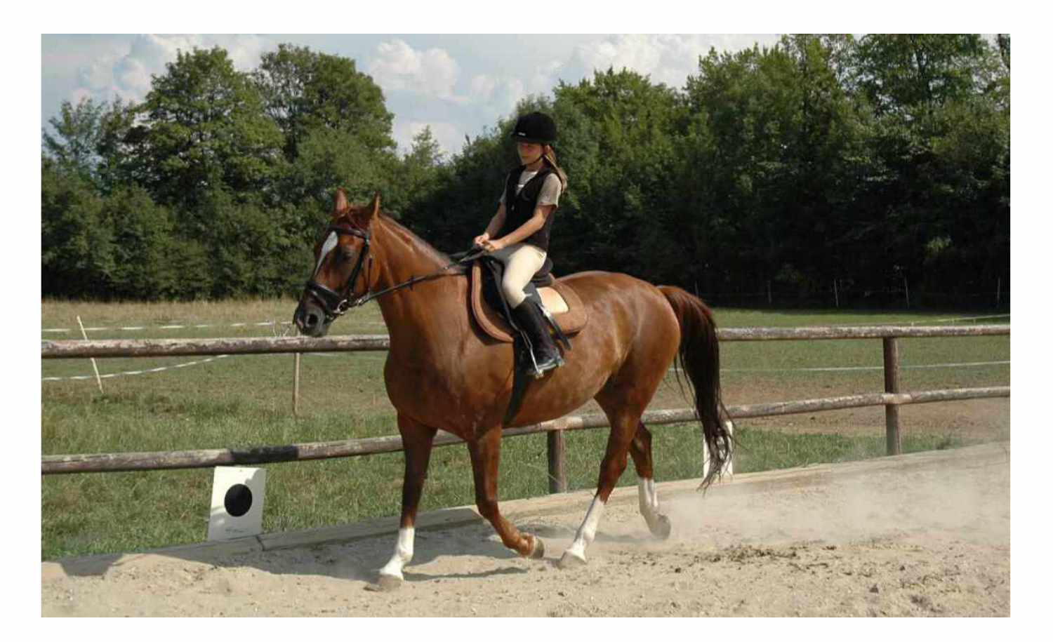 Harry`s Horse Stirnband Diamond Pearl aus Leder 3/3