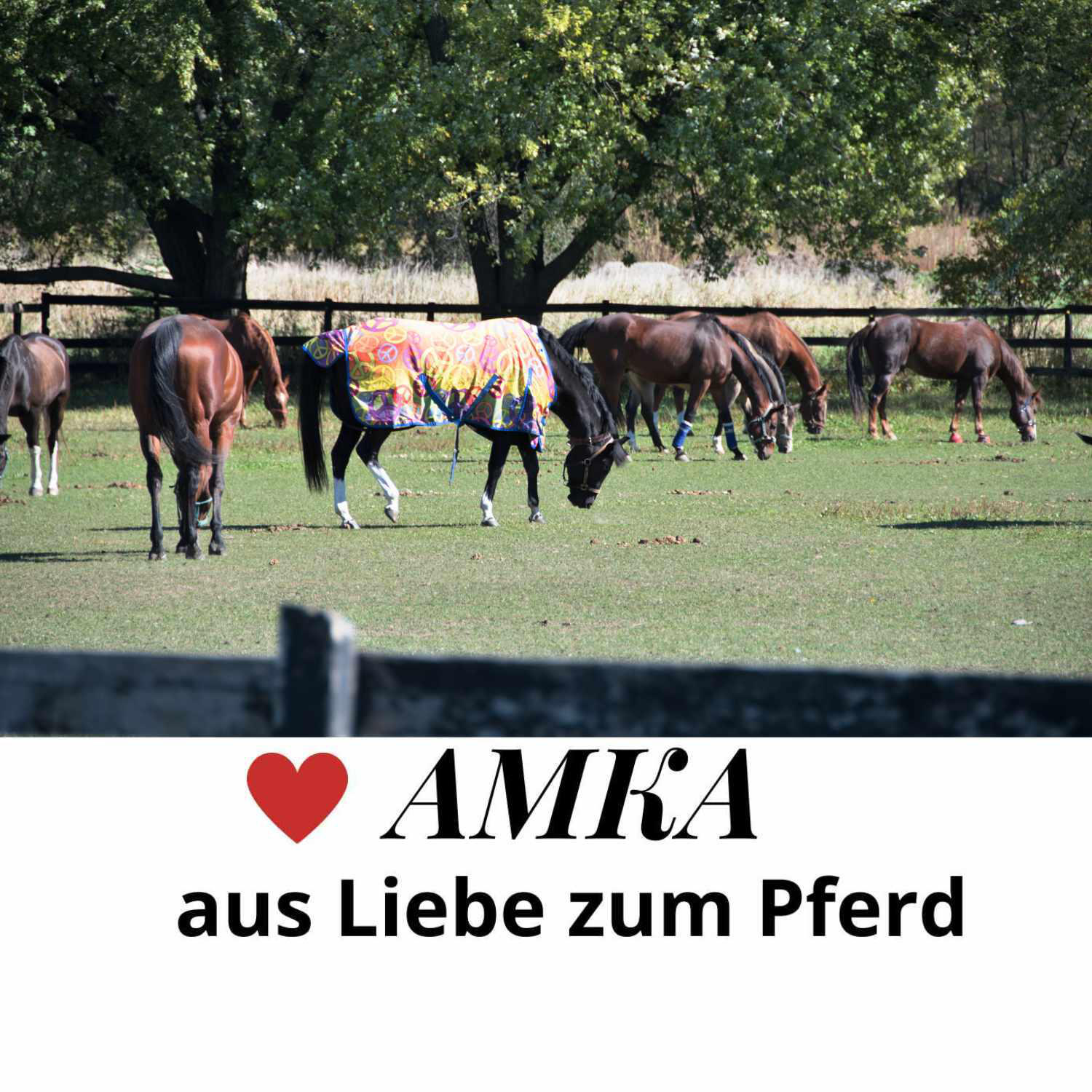 AMKA Pferde Fleece Halsdecke Halsteil Visby Gr.Warmblut in schwarz 4/4