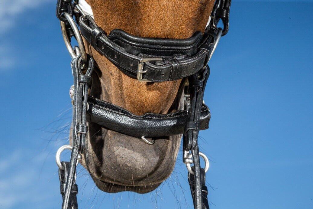 Neoprene horse protector Dy'on 7/7
