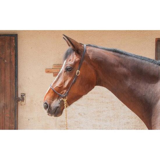 Licol pour cheval en cuir de presentation T de T