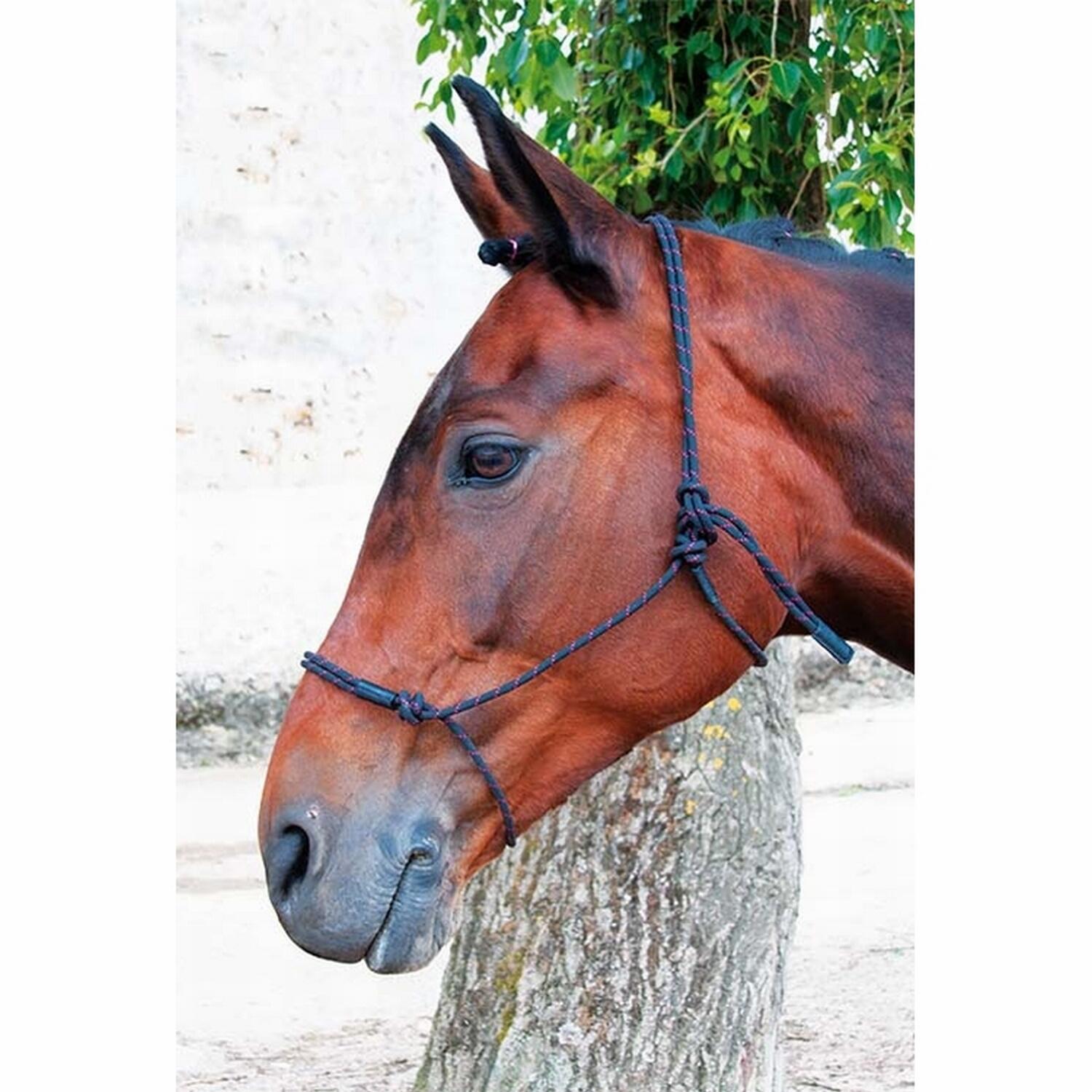 Licol pour cheval ethologique T de T Pro 2/2