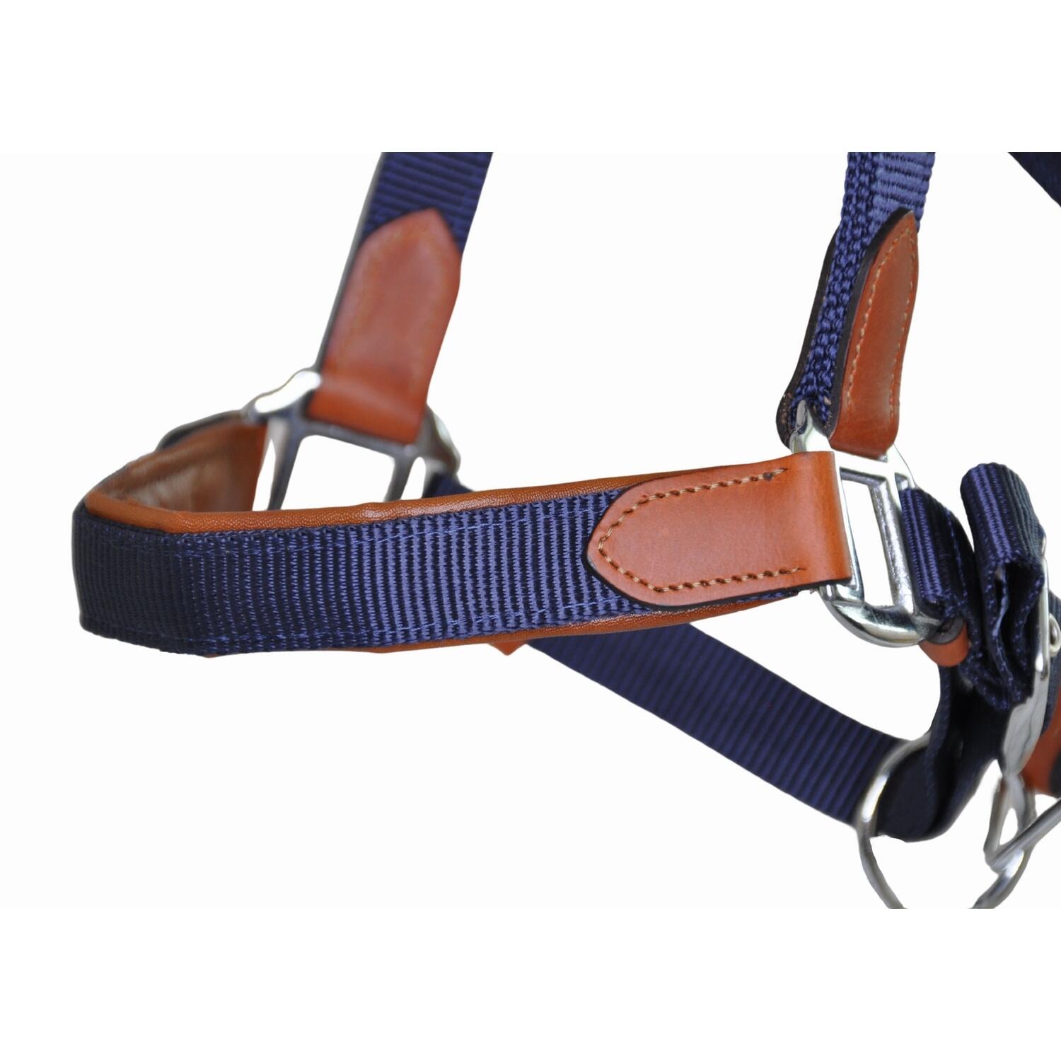 Licol pour cheval en cuir et sangle T de T 2/3