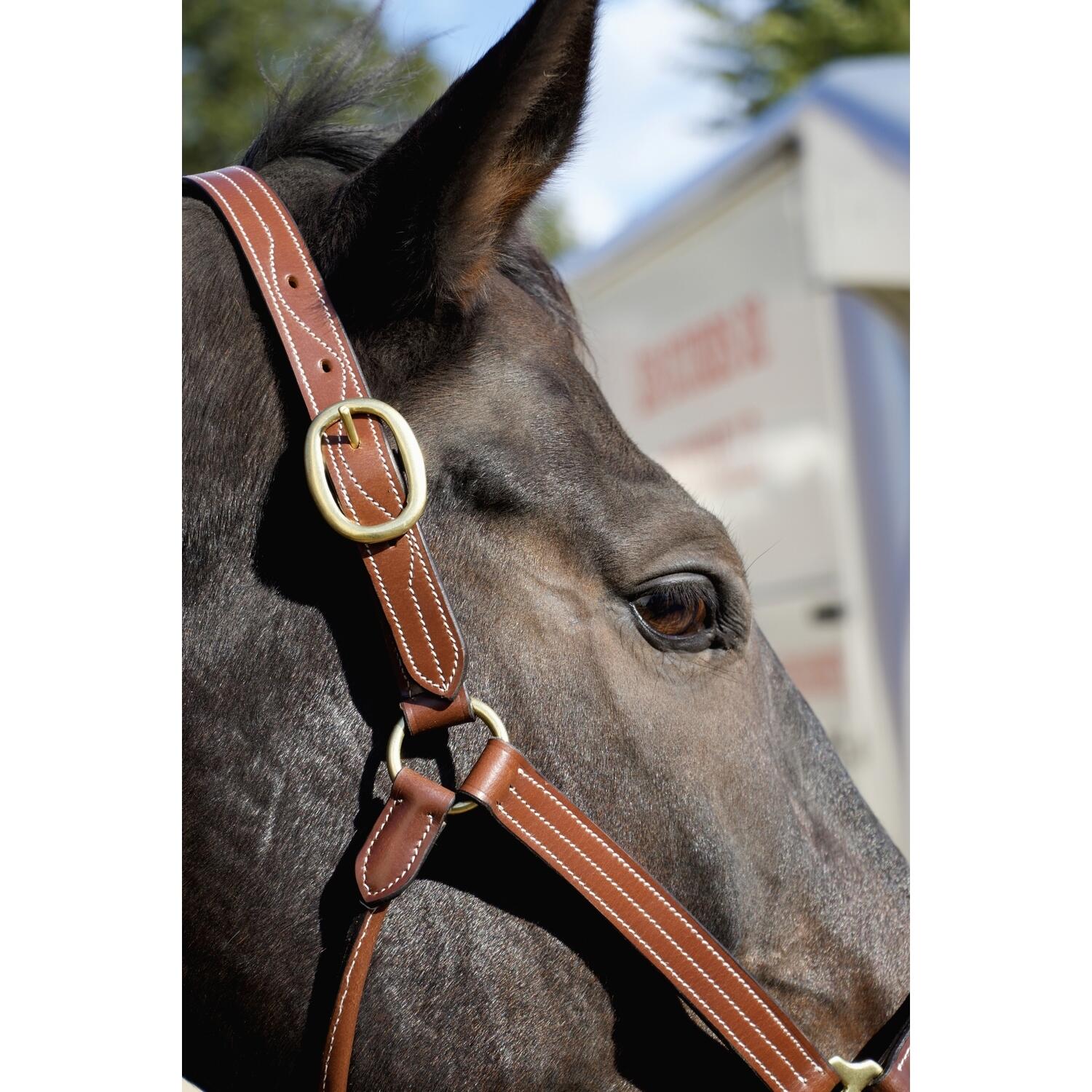 Cabestro de cuero para caballos T de T Trippled Stiched 5/5