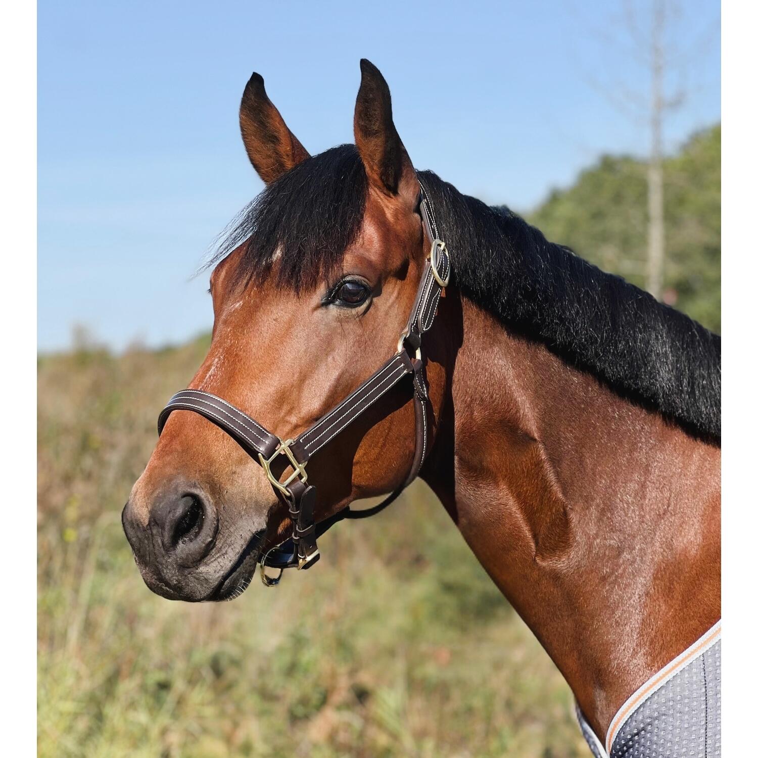 Cabestro de cuero para caballos T de T Trippled Stiched 5/5