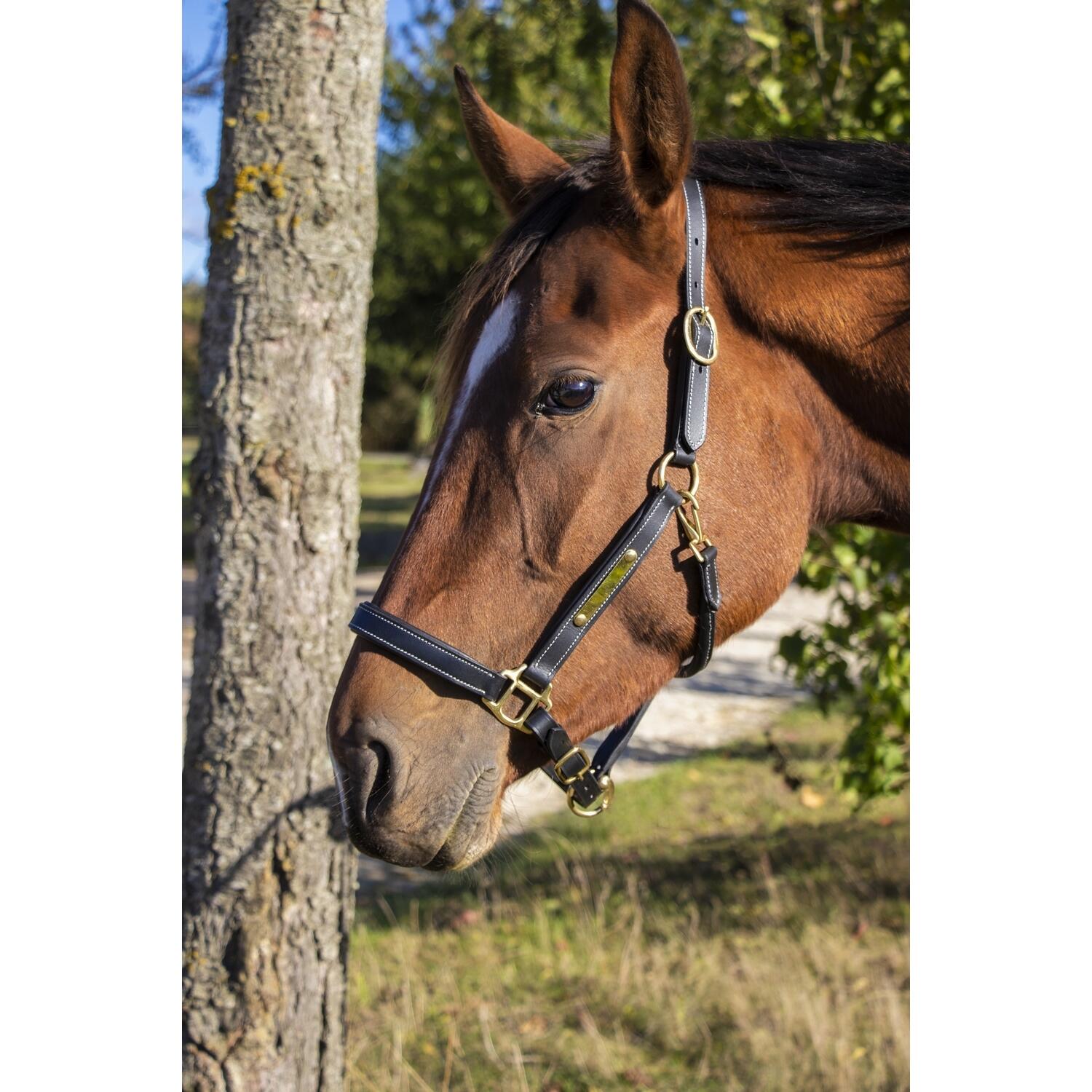Filete para caballo de cuero con placa T de T 4/4