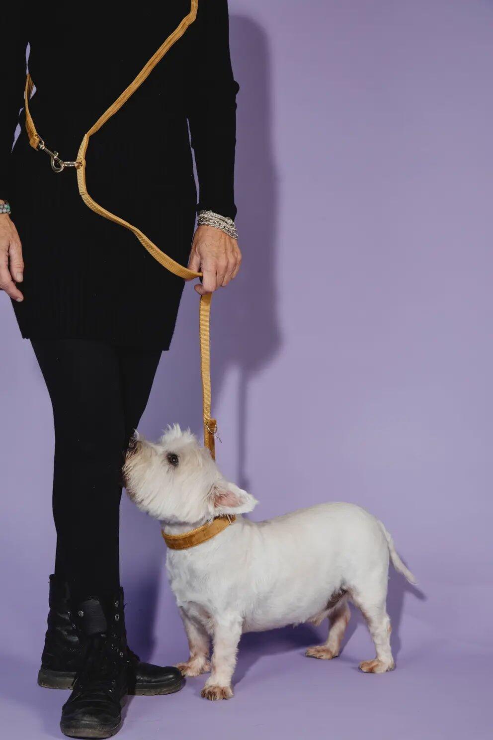 Dog leash Kentucky Velvet 200 cm 7/7