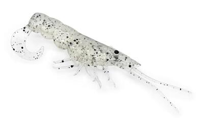 Softbait - chasebaits – curly prawn (jelly prawn, 9 cm)