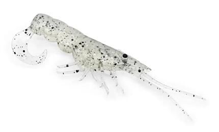 Softbait - CHASEBAITS – Curly Prawn (Jelly Prawn, 9 cm)