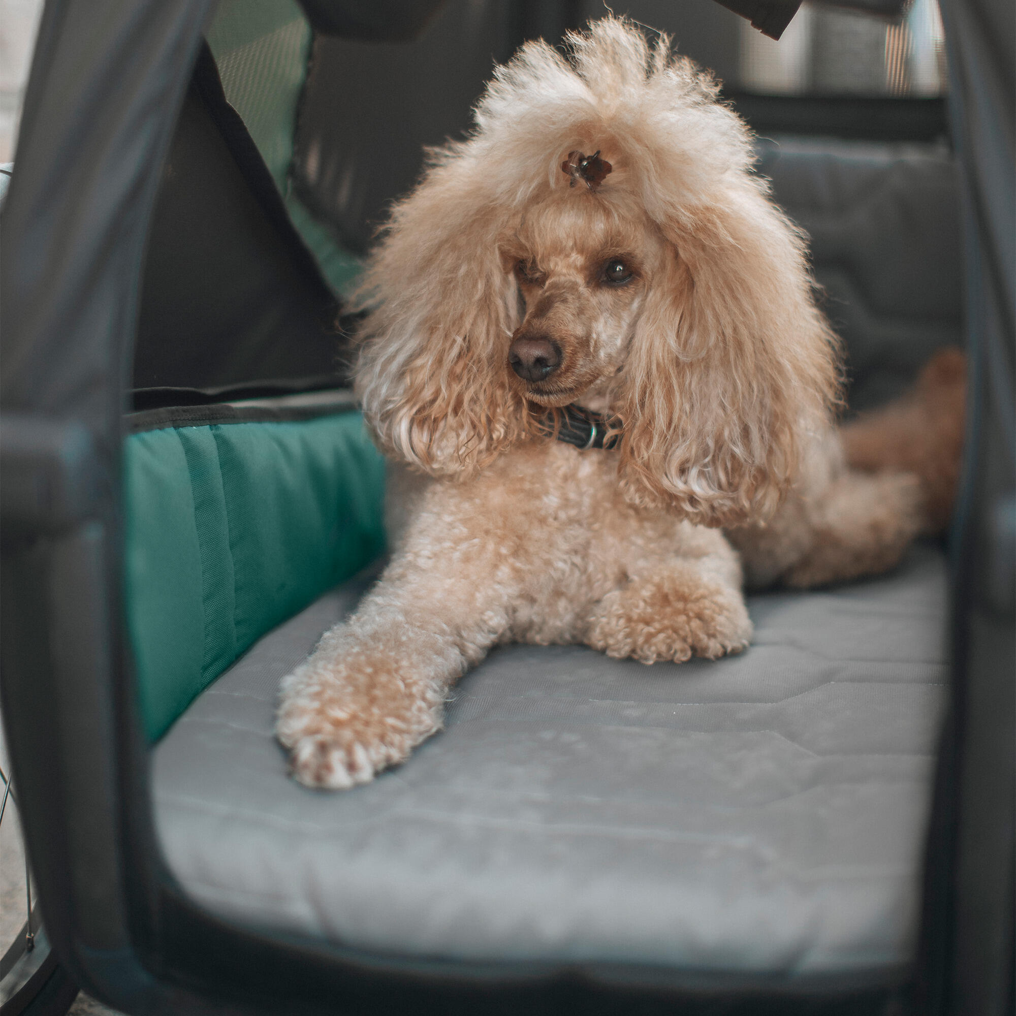Chiens Accessoire Thule Bexey dog bed 3/4