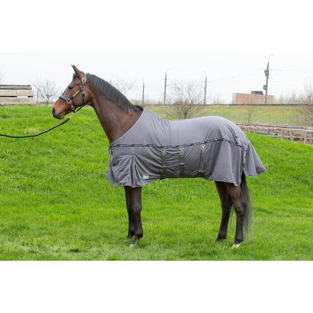 HARRYS HORSE picture
