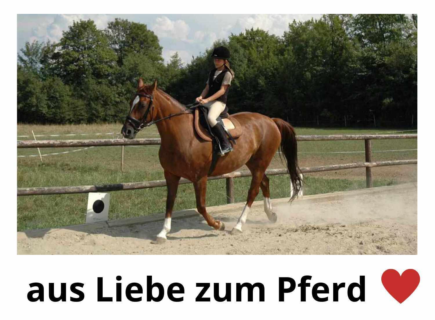 Wintec Rückenschoner Comfort 2/3