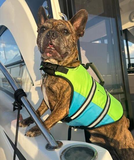 HANA Hundeschwimmweste