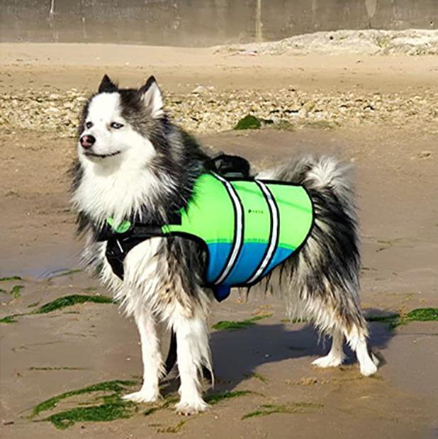 Chaleco salvavidas para perro HANA 1/5