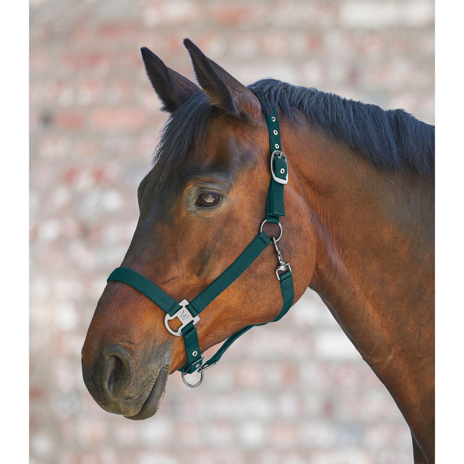 Waldhausen - Licol Pour Cheval Waldhausen Gloomy - Licol - Vert - Fs - Decathlon