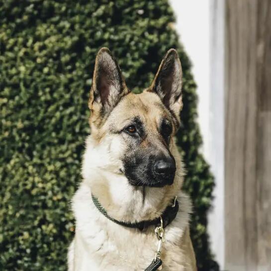 Trela para cão em nylon trançado Kentucky 120 cm 3/3
