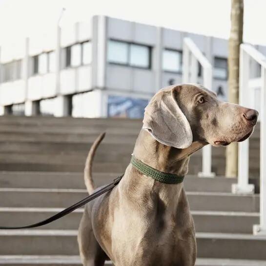 Trela para cão em nylon trançado Kentucky 120 cm 2/3