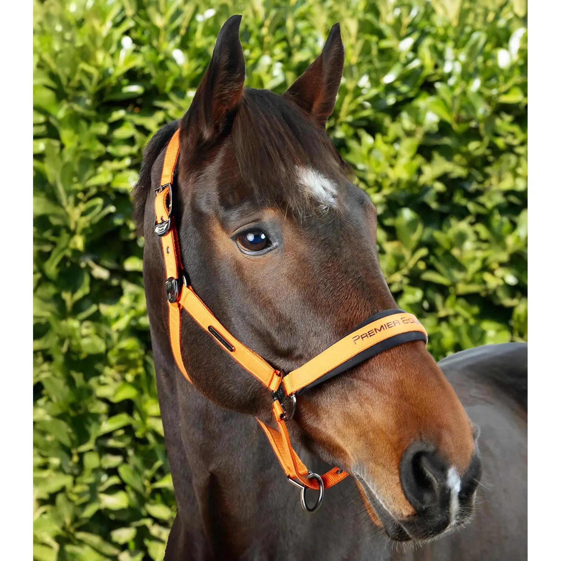 Licol nylon pour cheval Premier Equine Duco 3/6